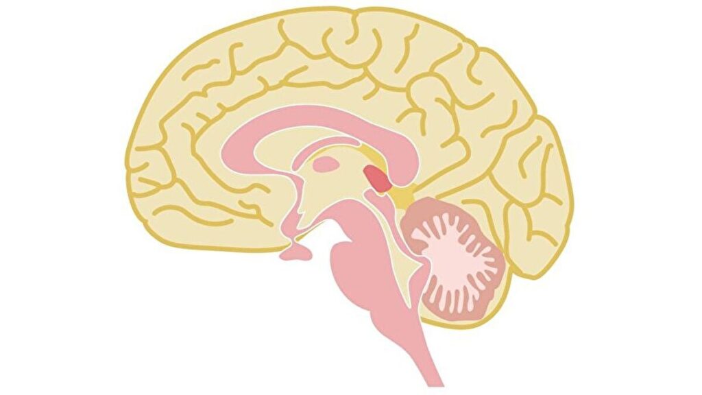 人の脳の断面図